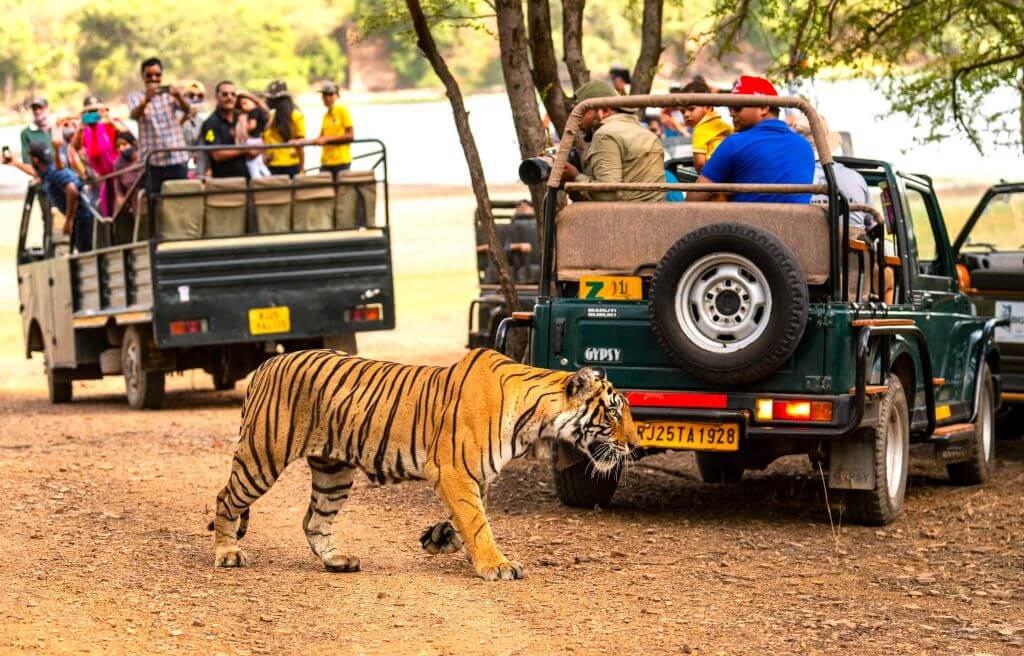 jungle-safari-ranthambore-incredible-india-by-car